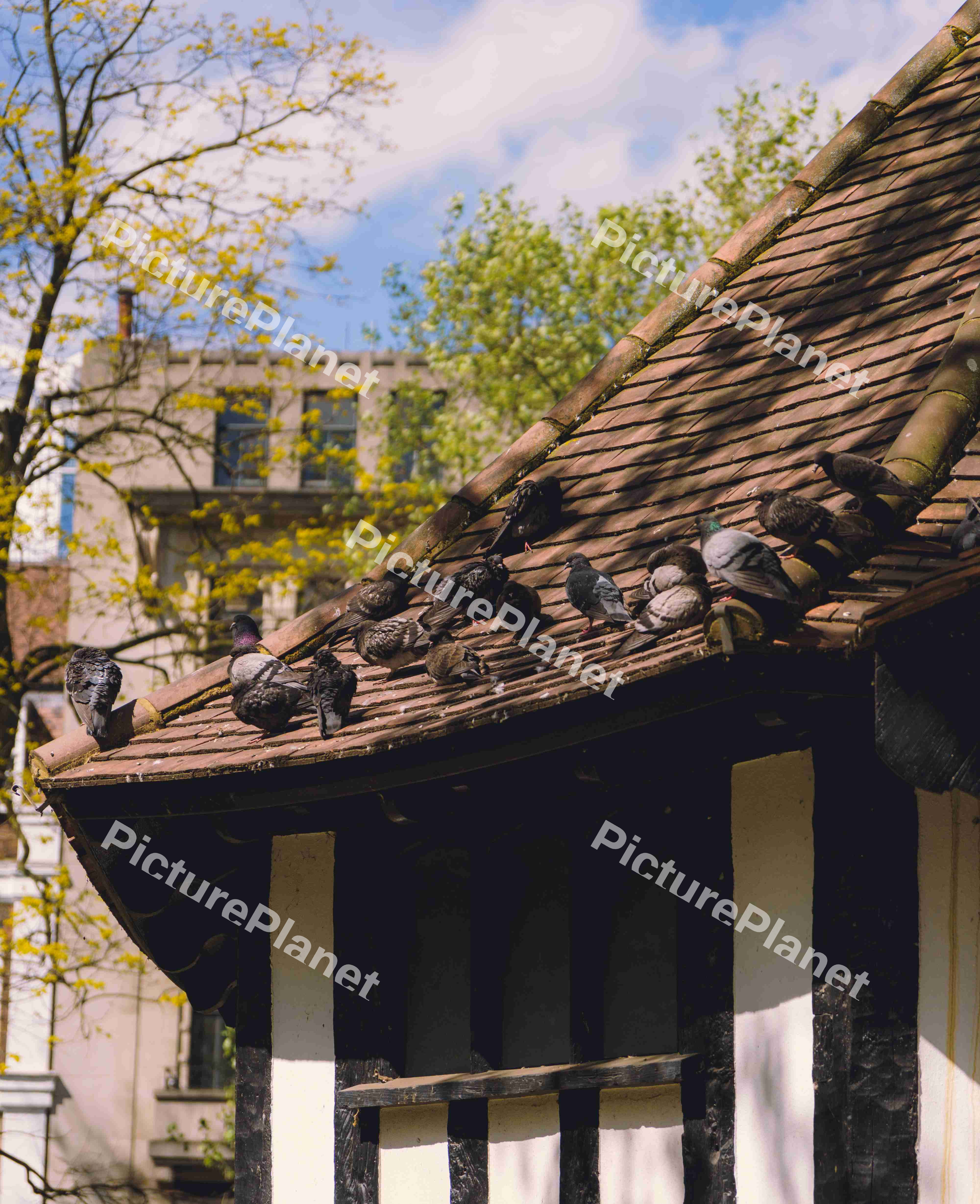 Pidgeons On A Roof